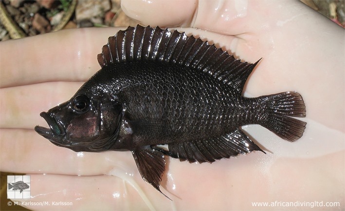 Altolamprologus compressiceps 'Udachi'